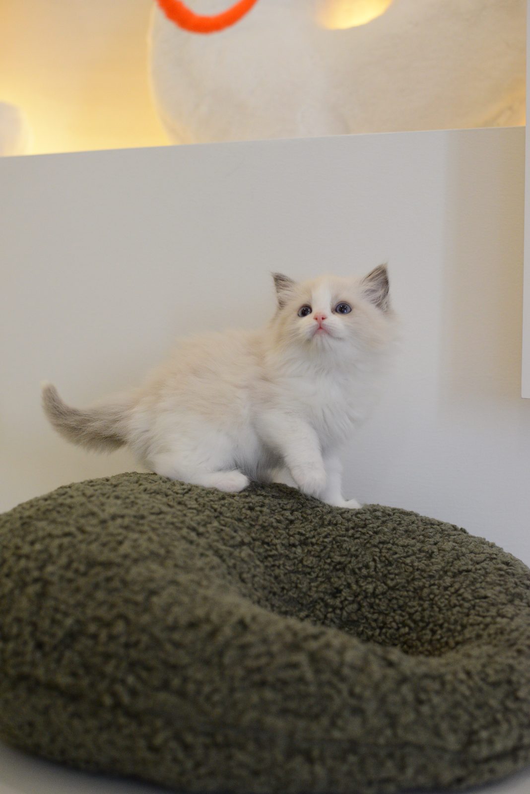WhiskerHaus Ragdoll kitten relaxing on cat tree