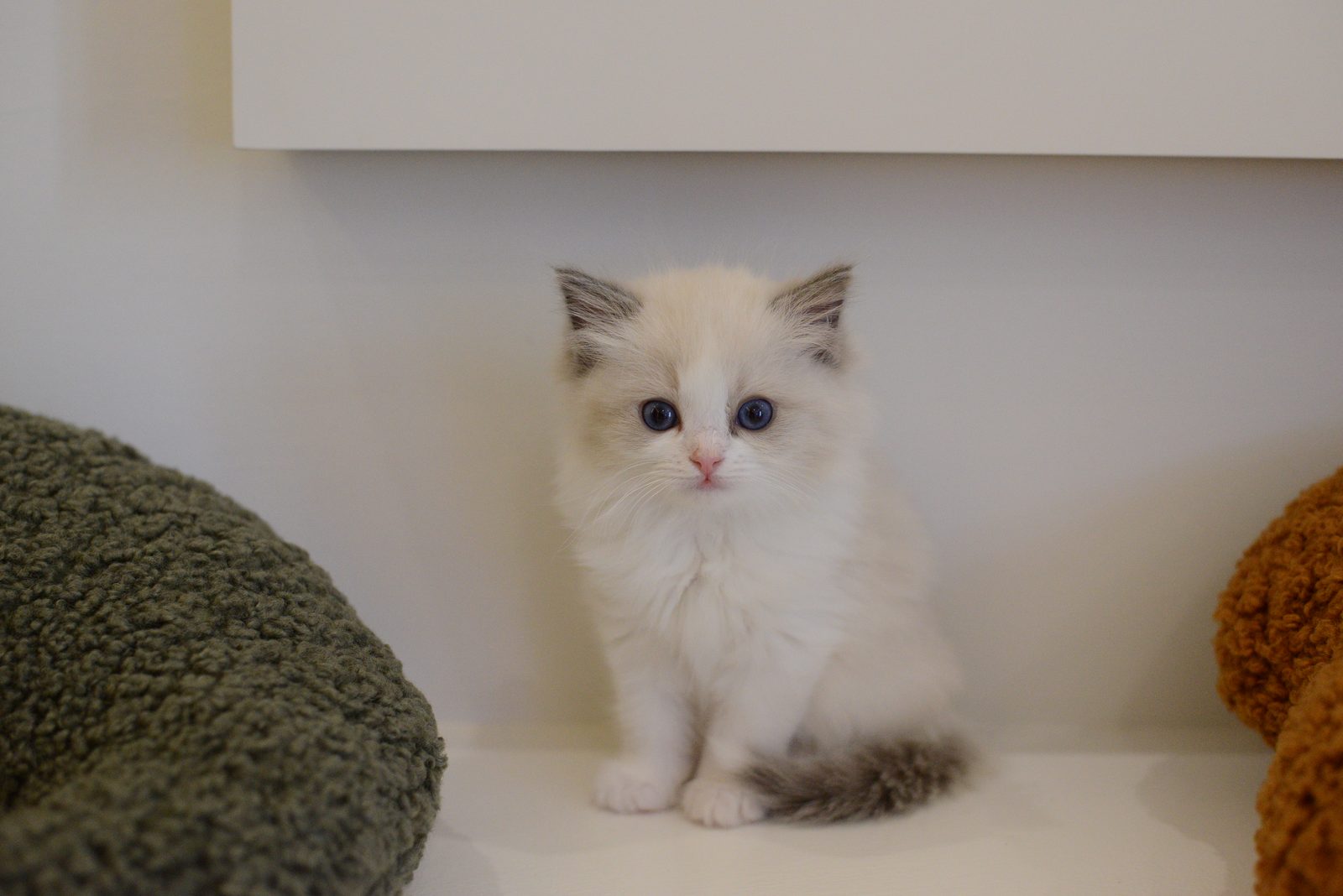 WhiskerHaus Ragdoll kitten front portrait