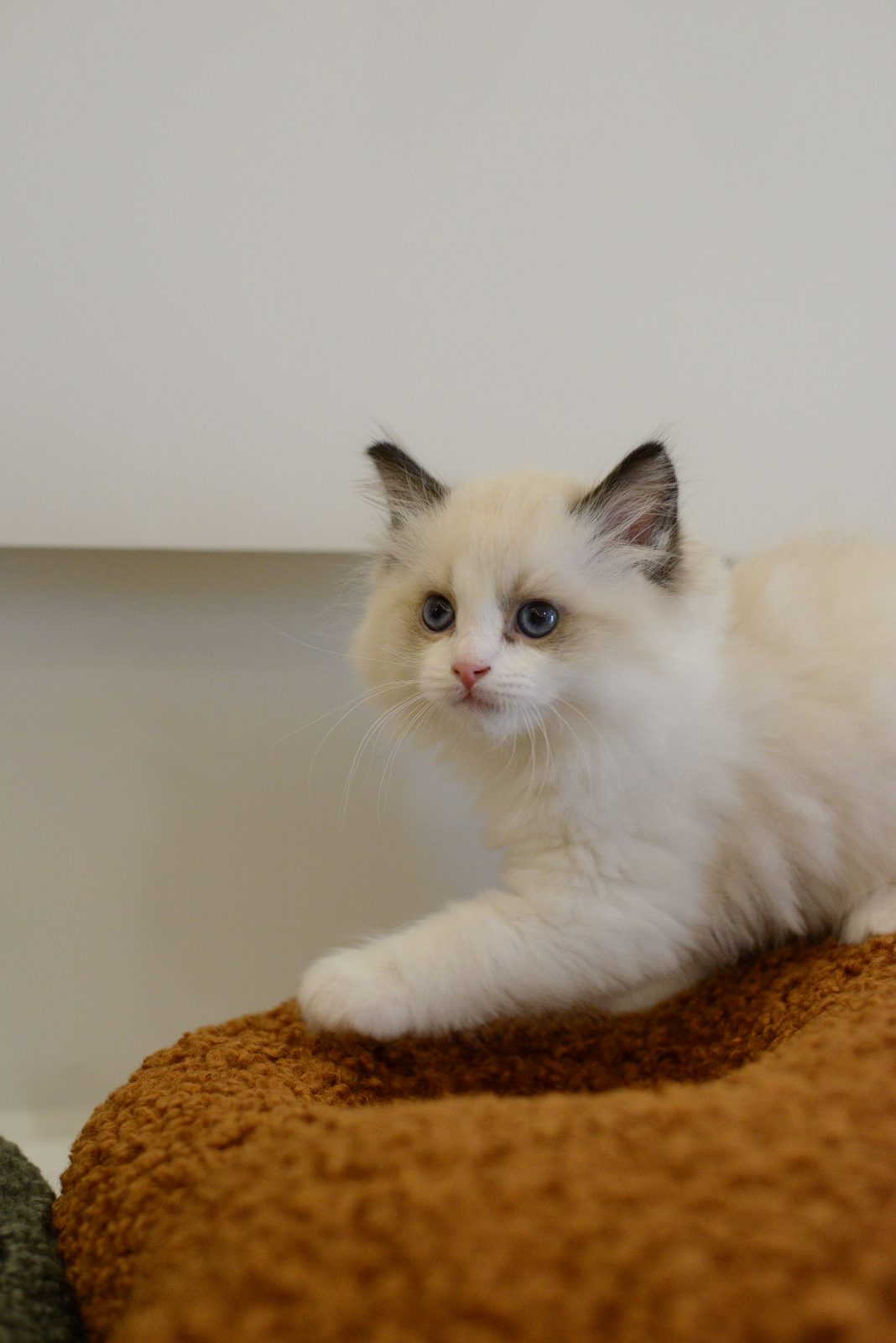 WhiskerHaus Ragdoll kitten playing on cat tree