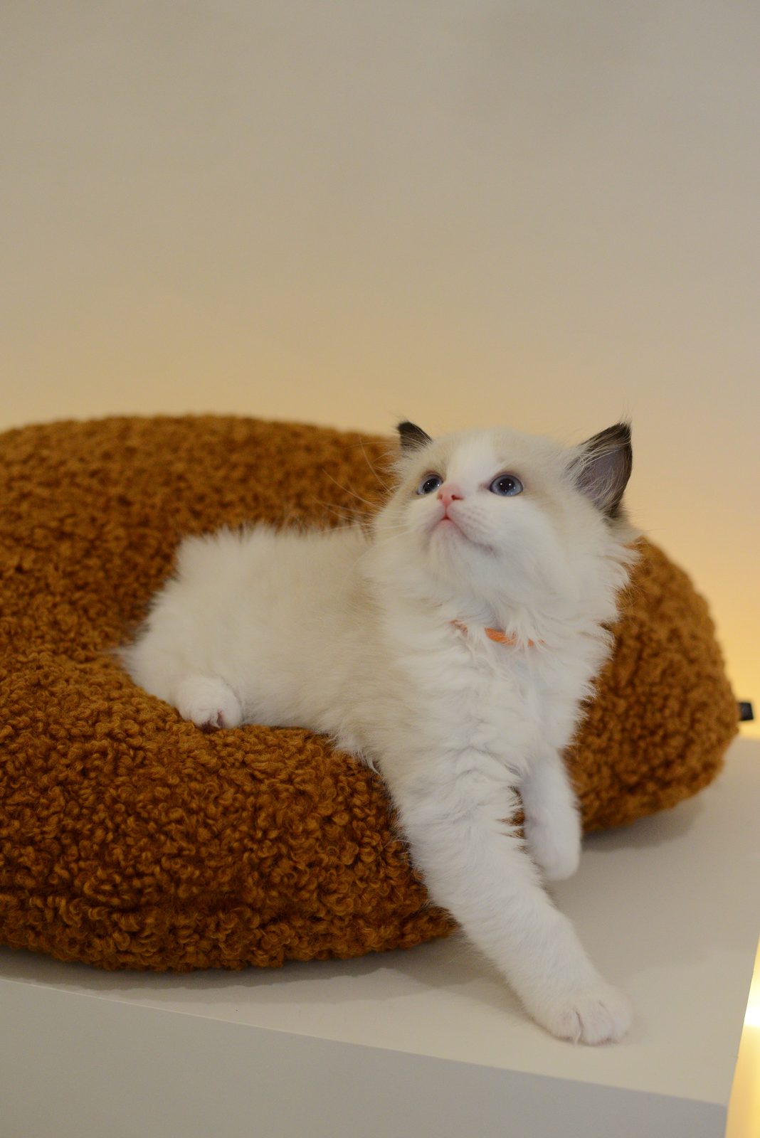 WhiskerHaus Ragdoll kitten in relaxed pose