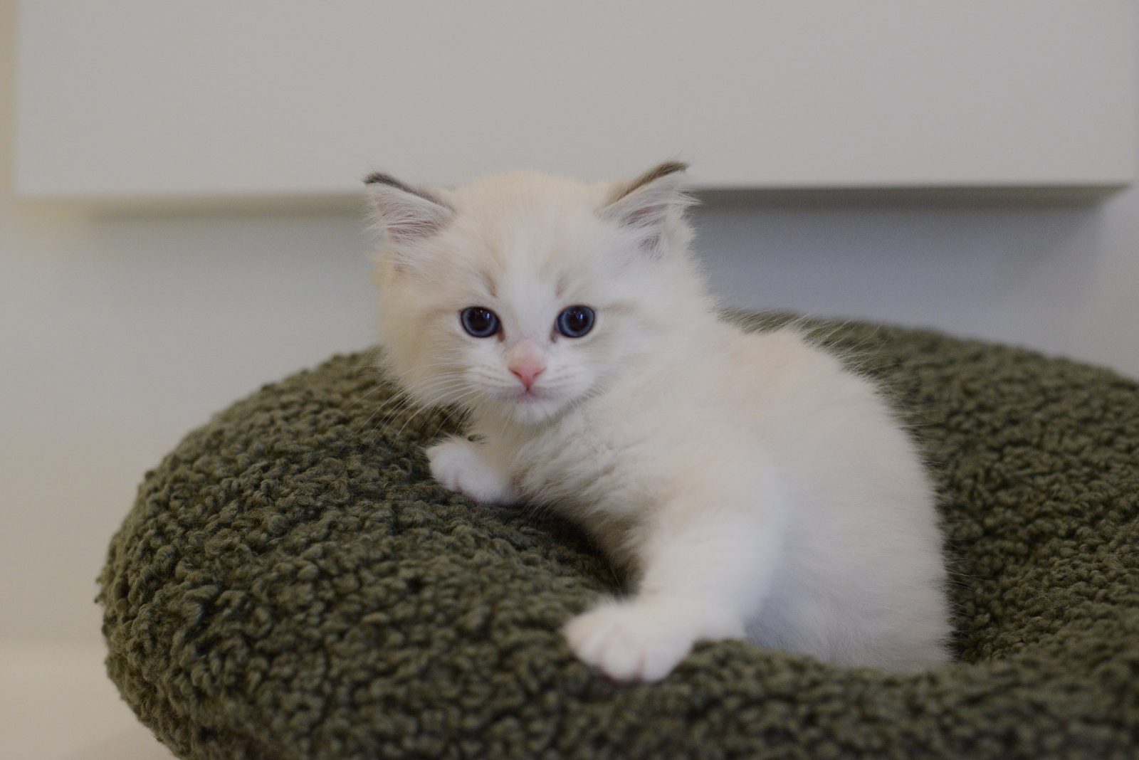 WhiskerHaus Ragdoll kitten close-up