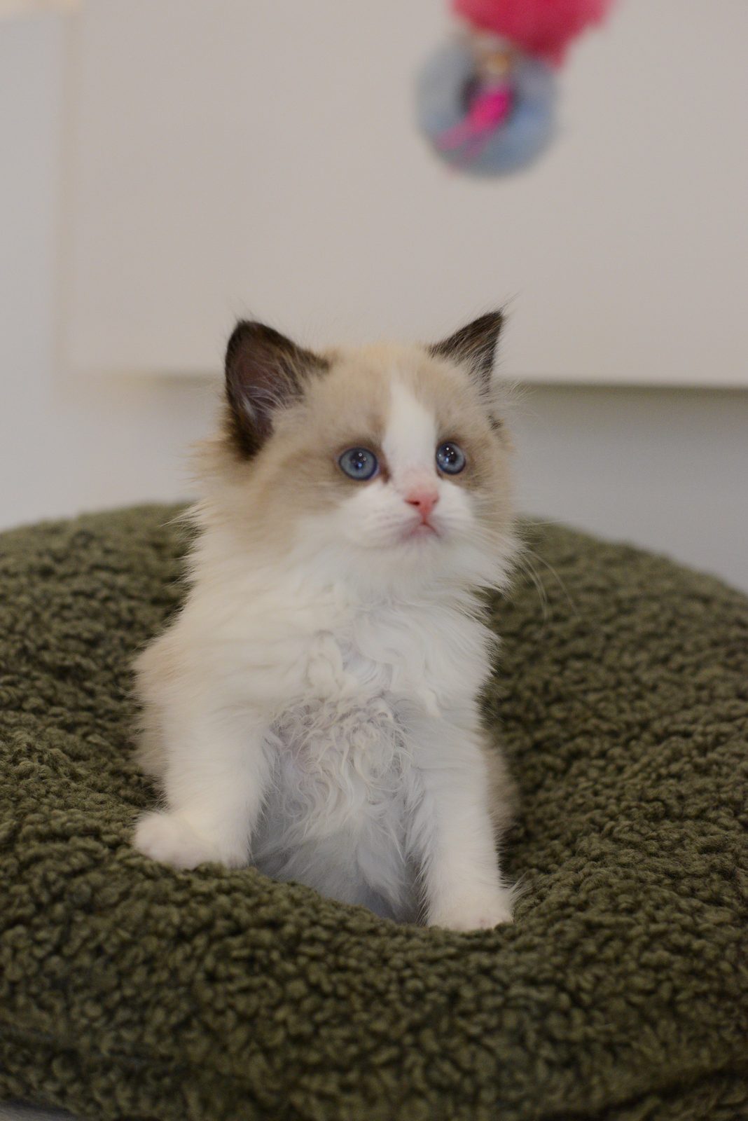 WhiskerHaus Ragdoll kitten in cozy bed